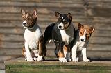 BASENJI 166